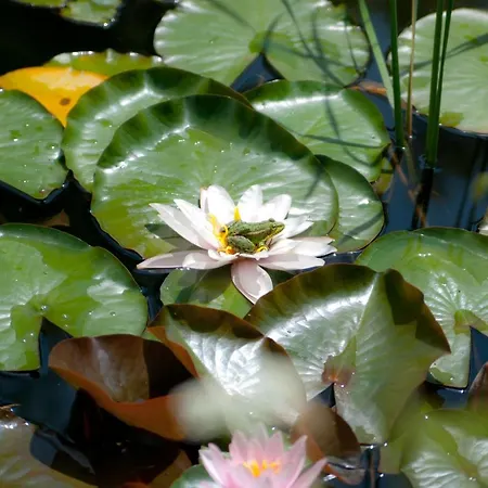 Wilcza Gajowka * Sosnówka