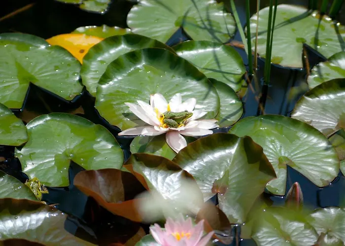 Wilcza Gajowka * Sosnówka